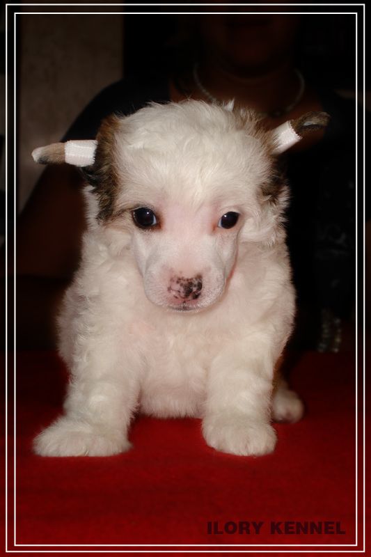 Ilory Churchill Winston