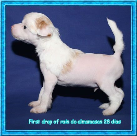 First Drop of Rain de Almamasan