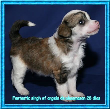 Fantastic Singh of Angels de Alamamasan