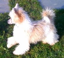 Favorite Rock Star de Almamasan