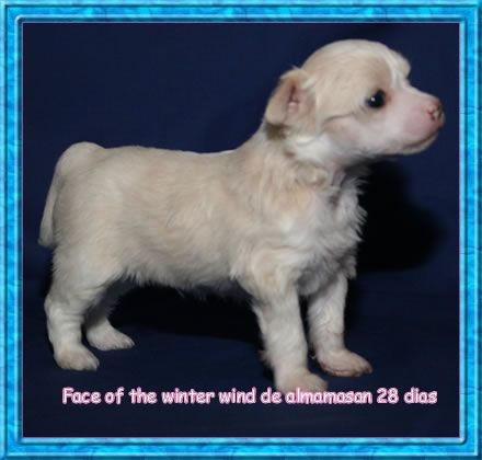 Force of the Winter Wind de Almamasan