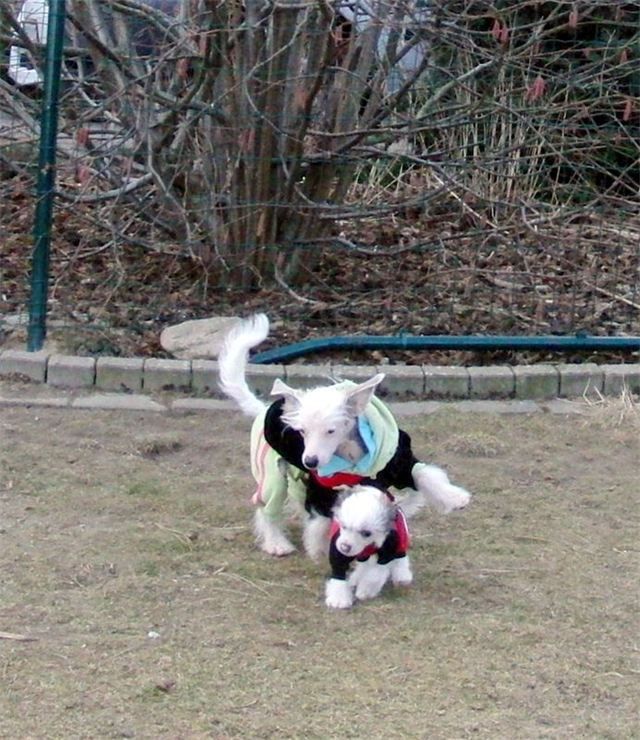 X - Factor von Shinbashi