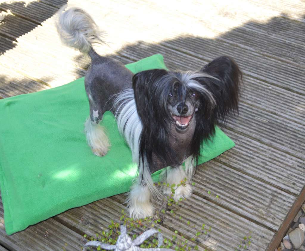 My Andy Girl von Shinbashi