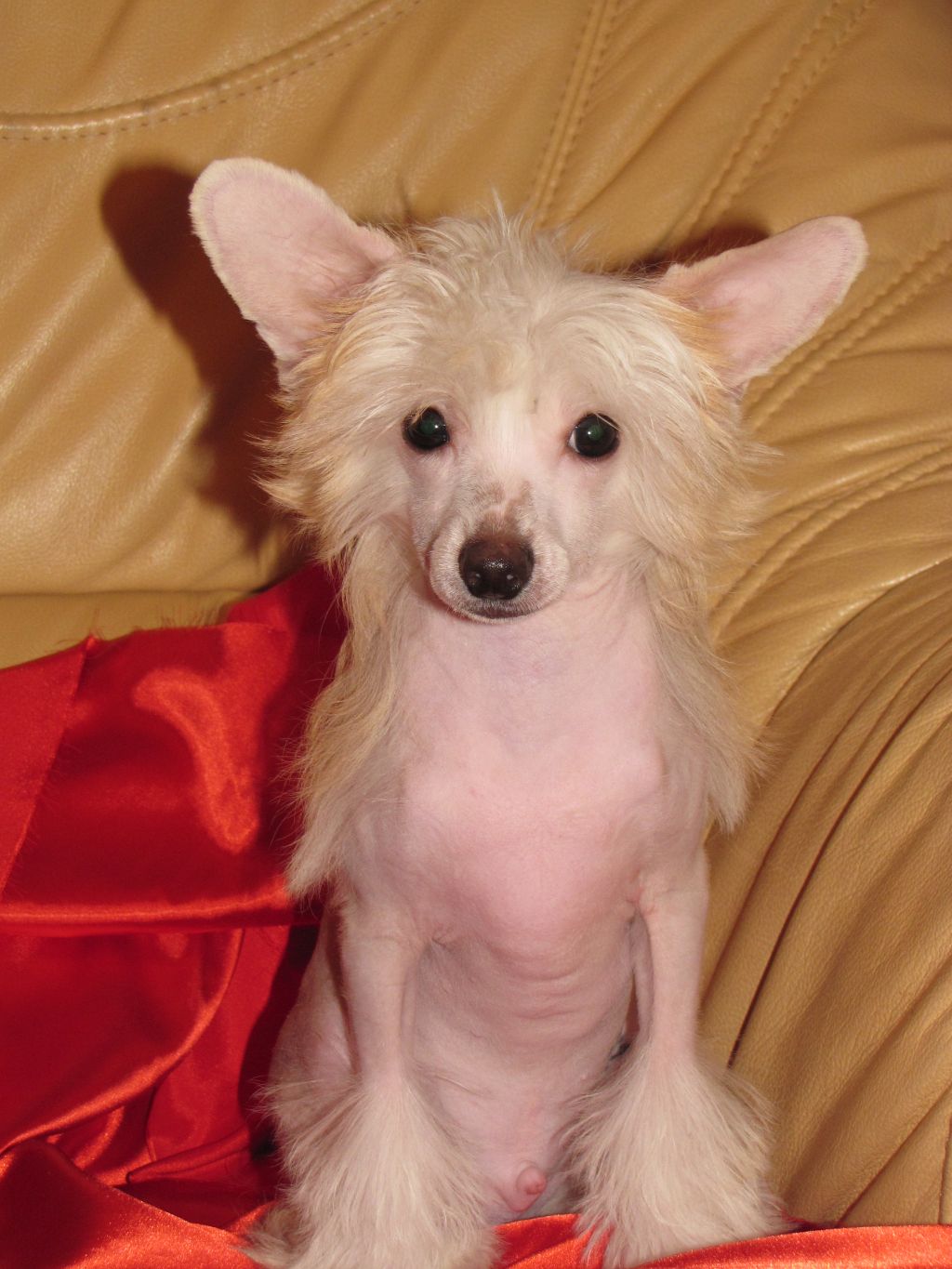 Hrabroe Serdce Aivengo