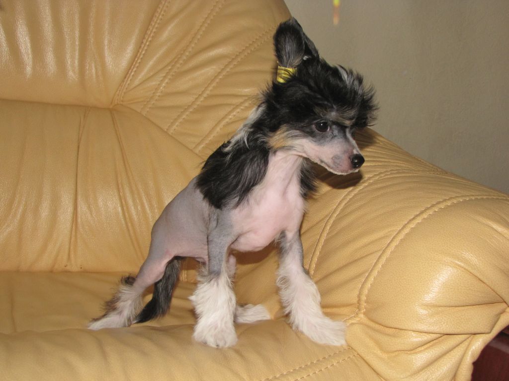 Haggard Zavetnaya Mechta