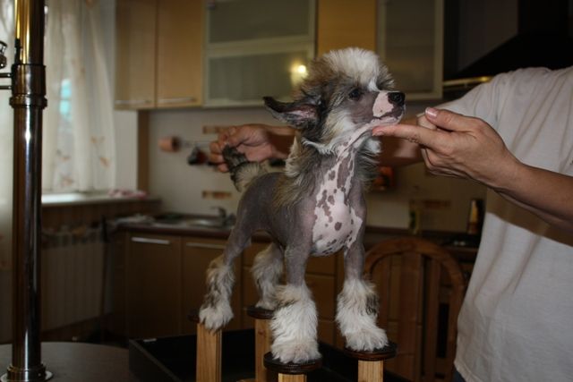 Argus Surprise  ot Akselja