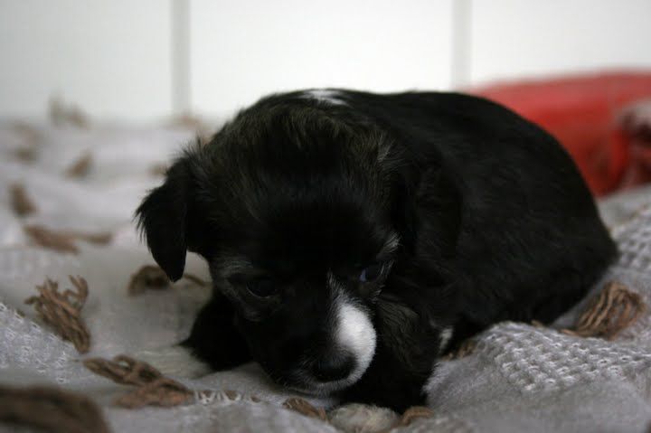 Big Jokes Ballet Prince