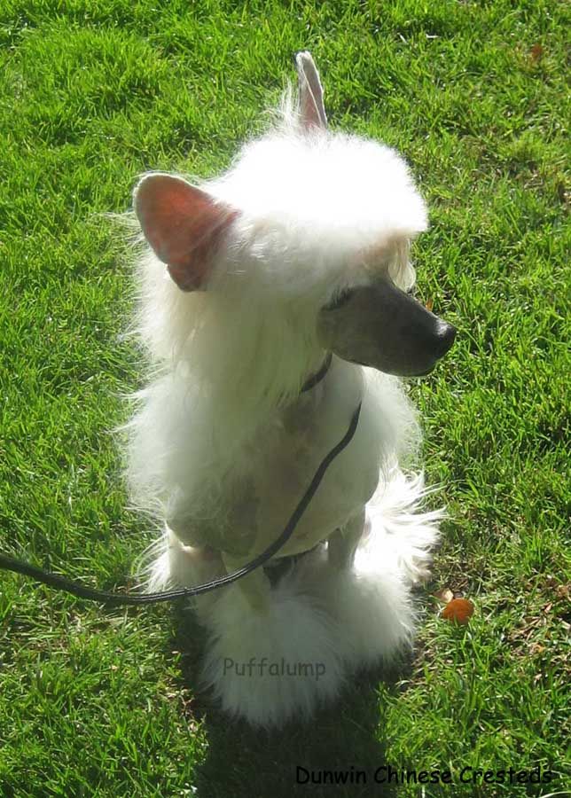 Dunwin Heffalumps and Woozles