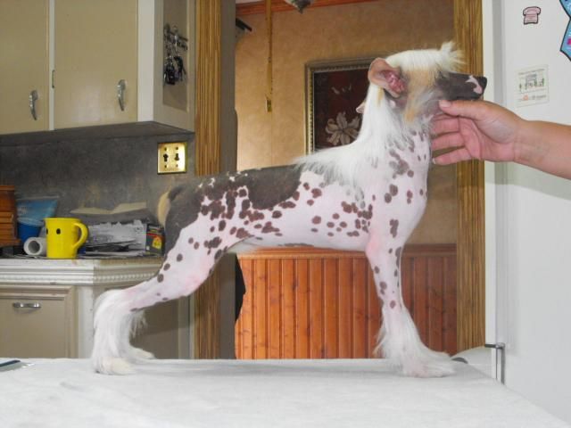 Bidwin Pyx My Baby Loves Me