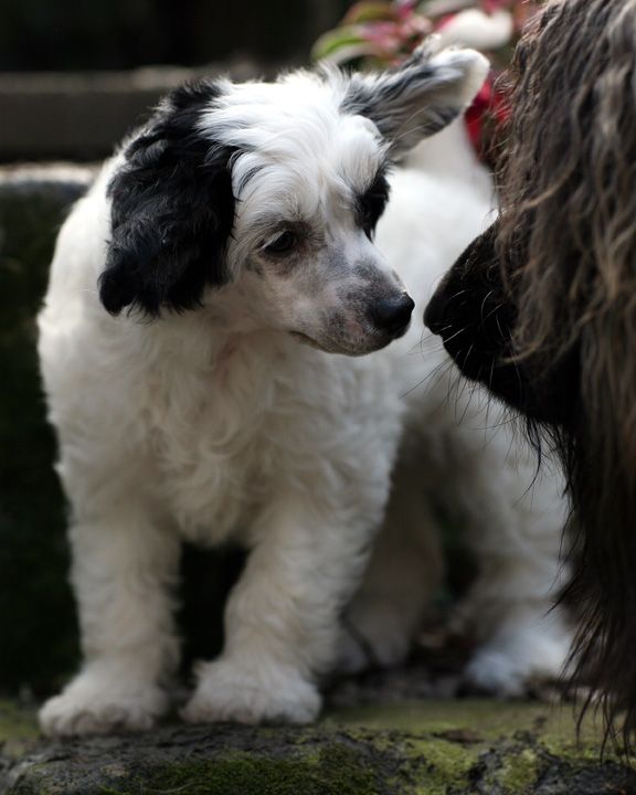 Zhaqqari Kiss Kiss Bang Bang