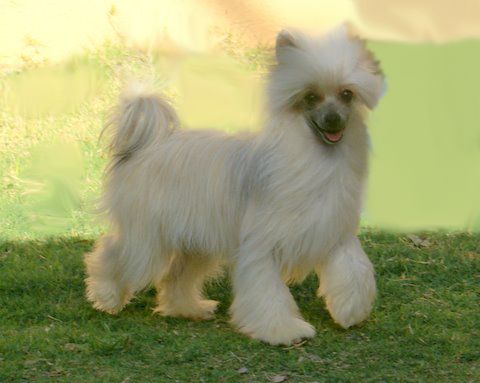 Special's Krishna Berenice