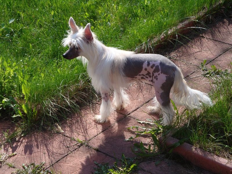 Karnelius Odna Na Million