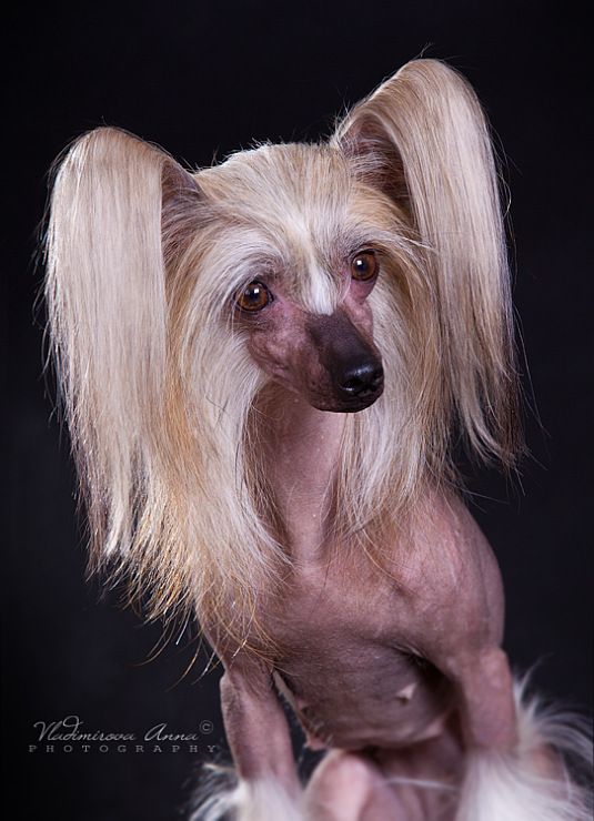 Hogord Ultra Beautiful