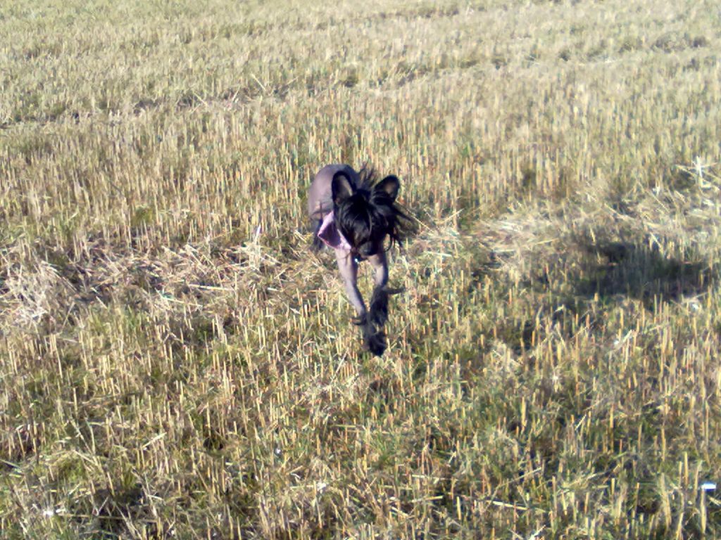 De La Mahafu's Black Hawk