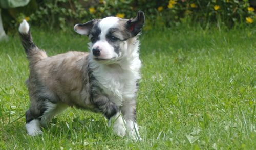 De La Mahafu's Comet Hailey's