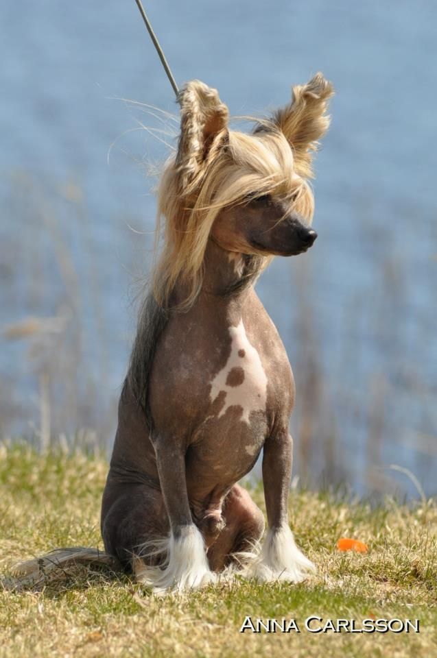 Mhalhi's Fabolous Mrbig