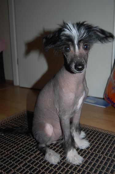 Pinky Twinky Gone With The Sin