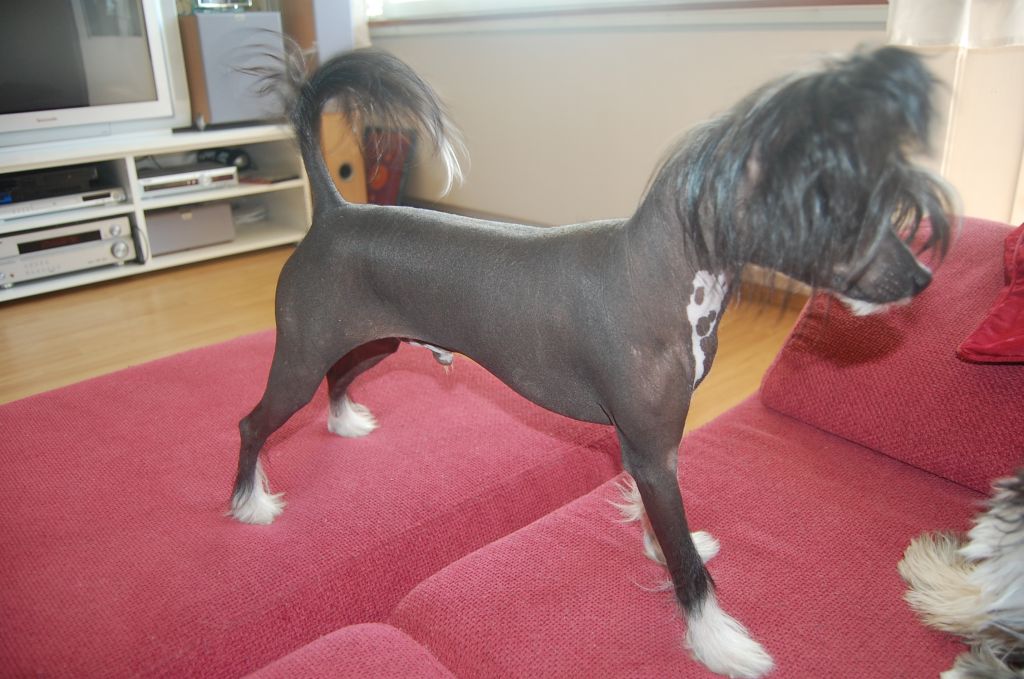 Pinky Twinky Groovy Lover