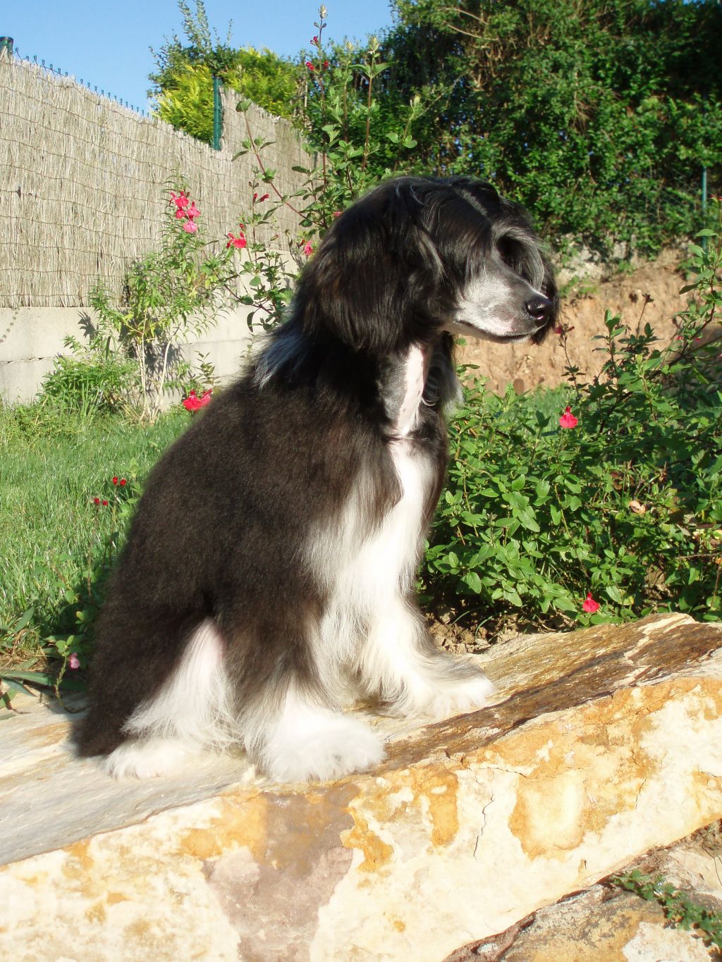 Atxarrea Never Say Never Again