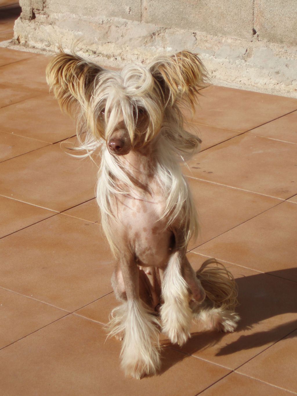 Eloise Du Domaine De L'hirondelle