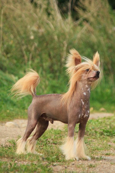 Zholesk Wheaten Grain