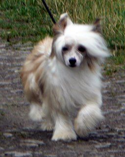 Doucai's One Knight's Stand