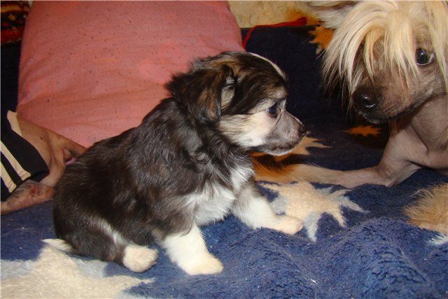 Kristal Yaniry Berlioz