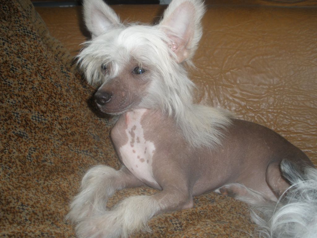 Venetsiya Zingall Roz