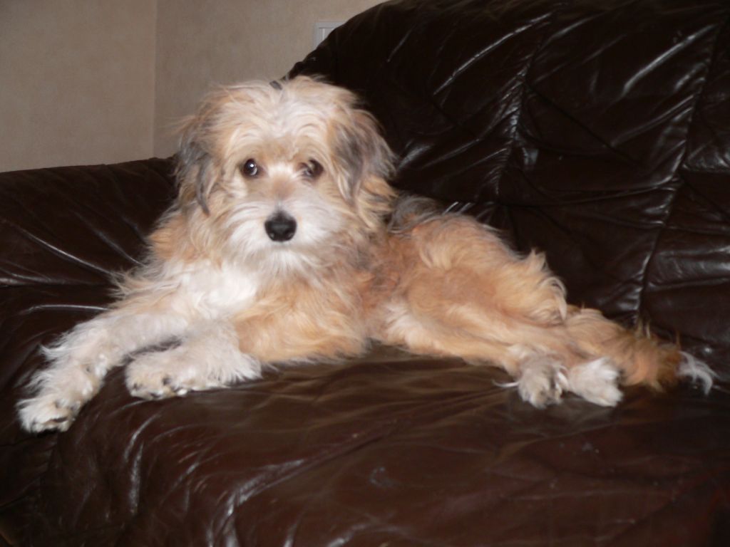 Glanni von den Windpferden