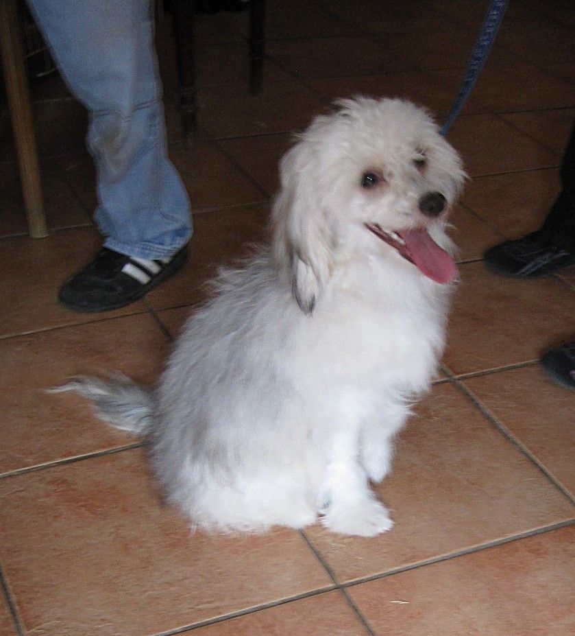 Gylfi von den Windpferden