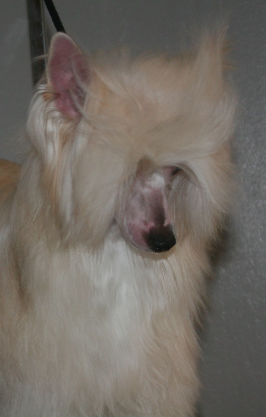 Cristalls My Coco She's All That