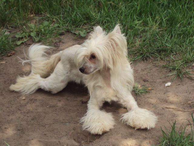 Sasquehanna (fci) Elegia