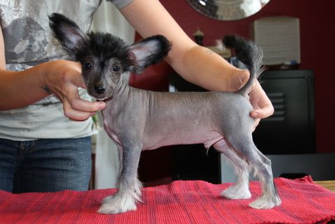 Kertalaakin Betoniporsas