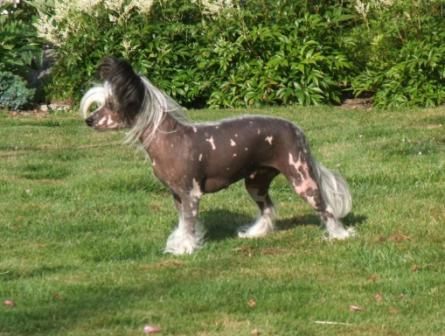 House Of Fun's Innocent Love