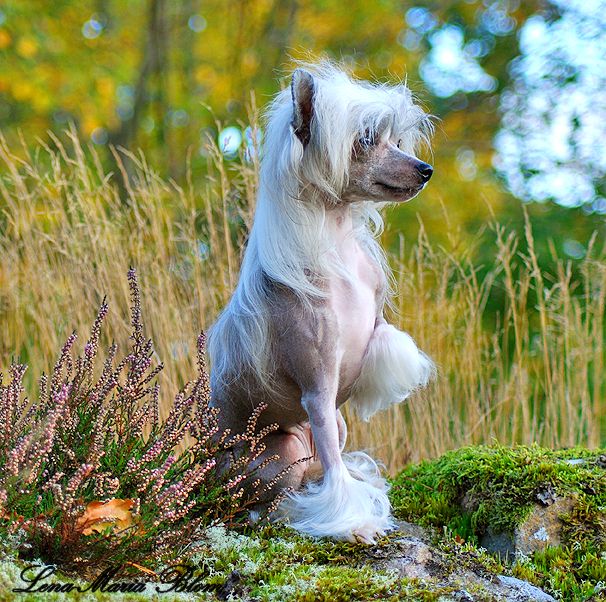 ChinoPata's Ayla The Survivor