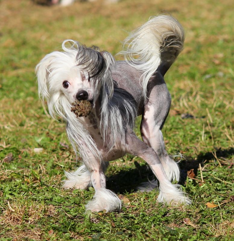 Secret Ada To Nie Wypada (spayed)