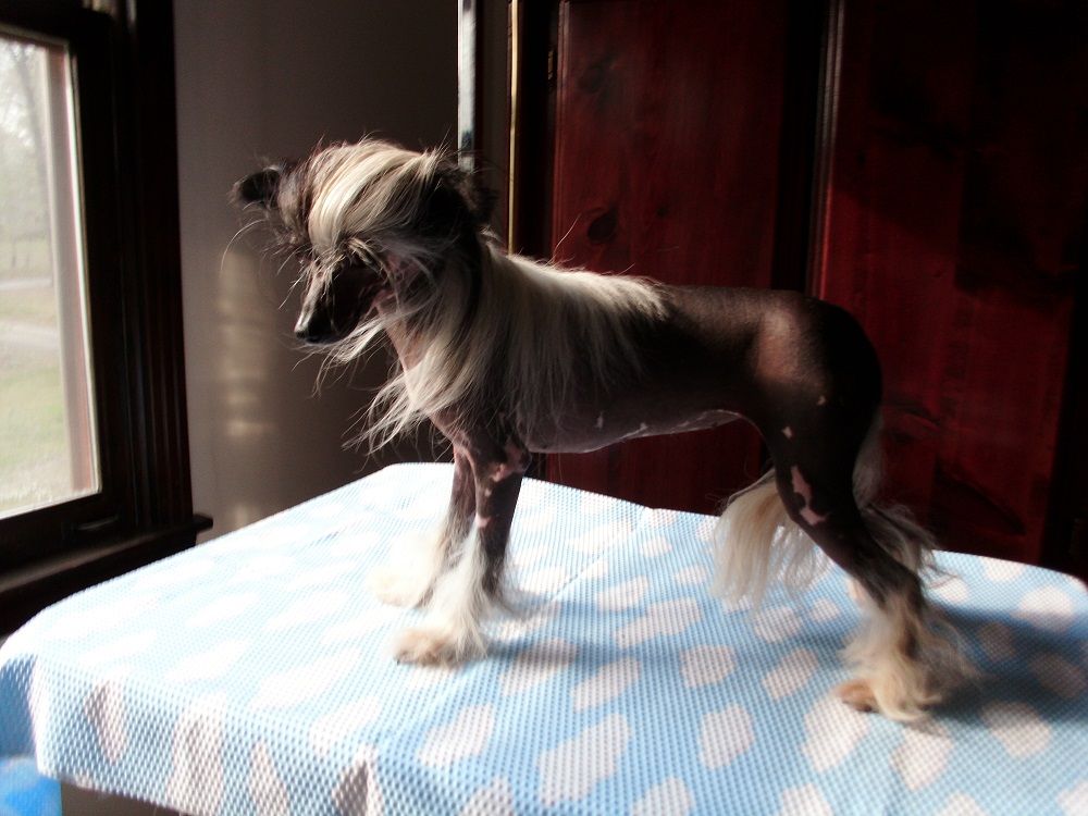 Wild Child I Love Rock and Roll