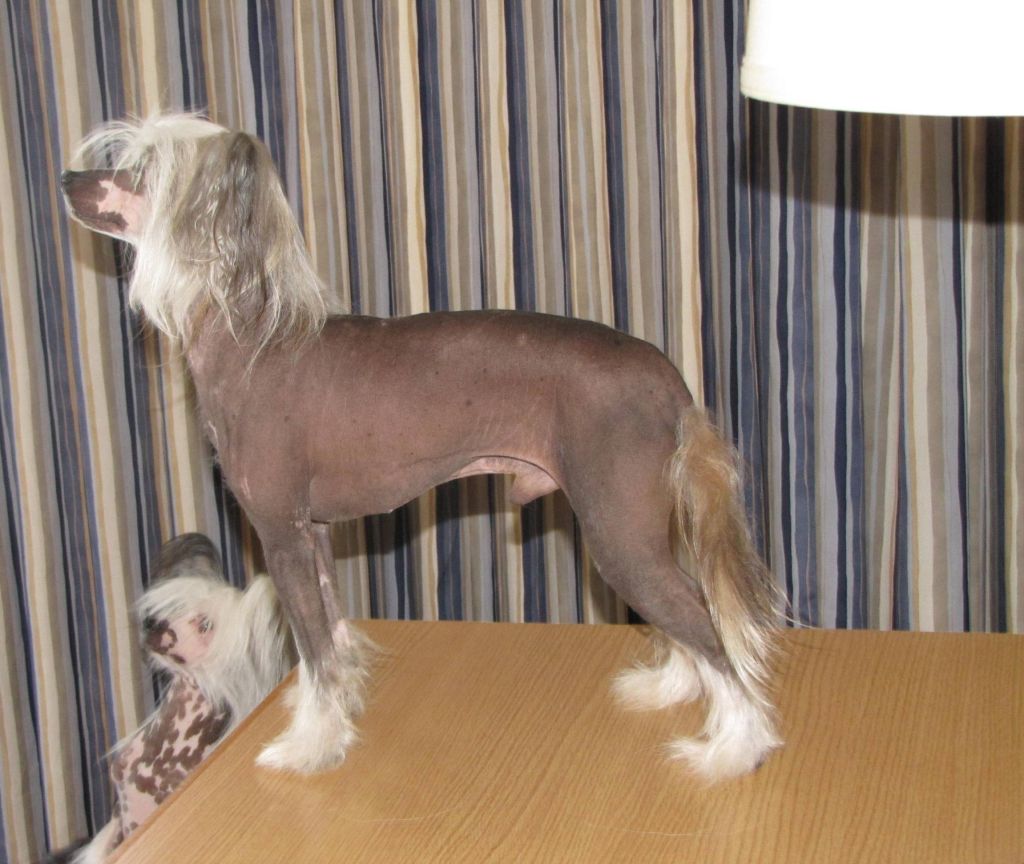 Evercrest-Majestic Phantom of the Opera