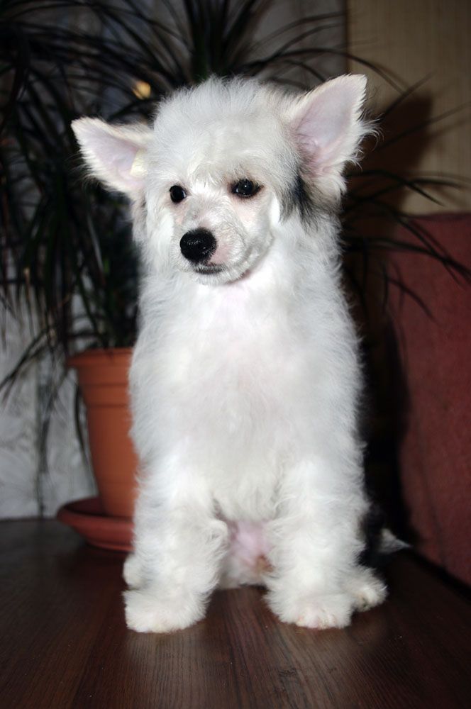 Futureline Felicie Abigall