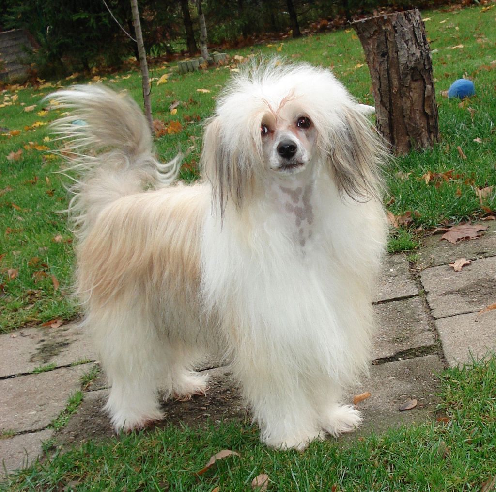 Foaldown Harvest Moon