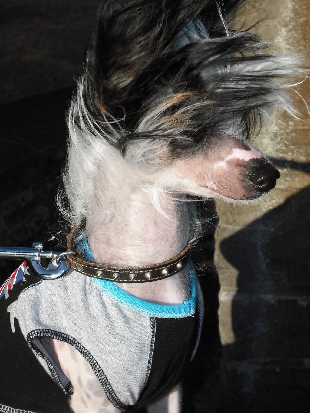 Duchess Divine Yumeko Jangoljatko