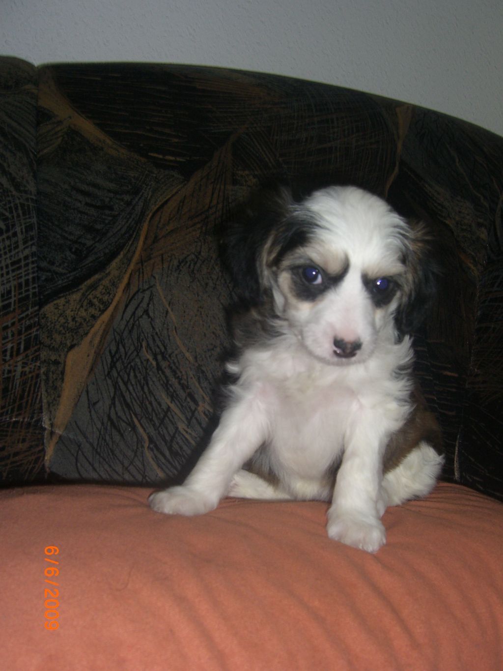 Catarina Star Jangoljatko