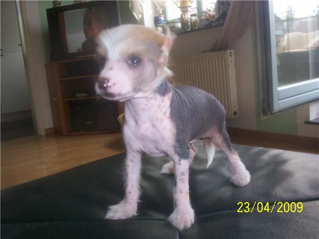 Brunella Bronze Jangoljatko