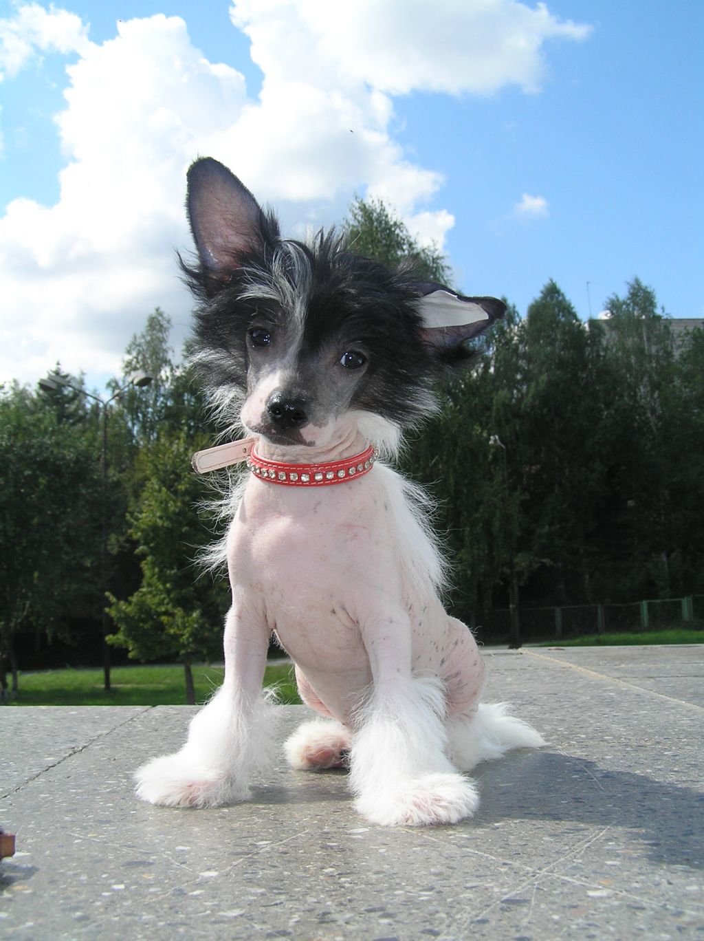 Leon Fleur De Lis Nils