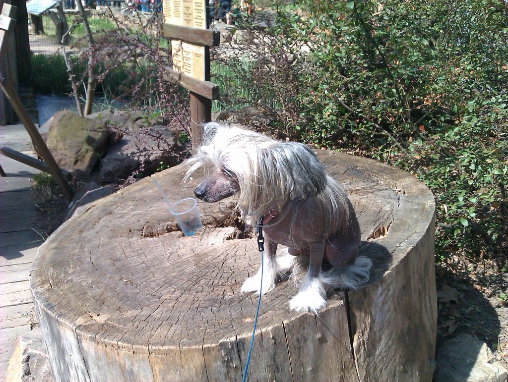 Avalanche Dark Meadows of Heaven