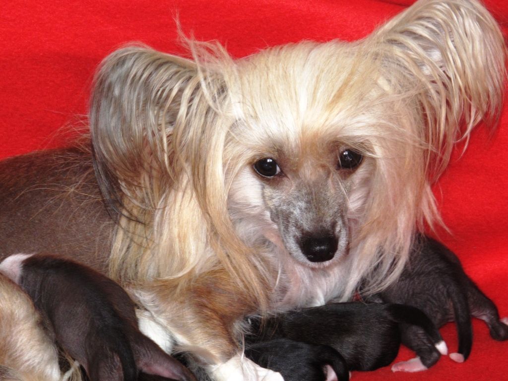 De-Vito Exotic Dinaburg