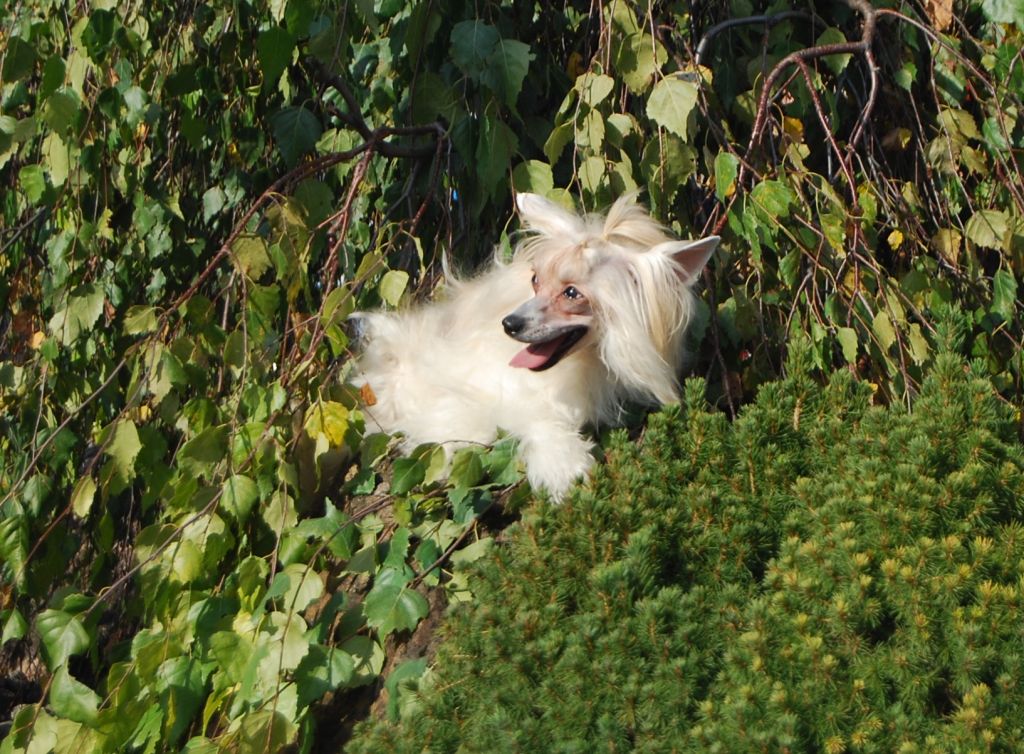 Dream of Mine Exotic Dinaburg