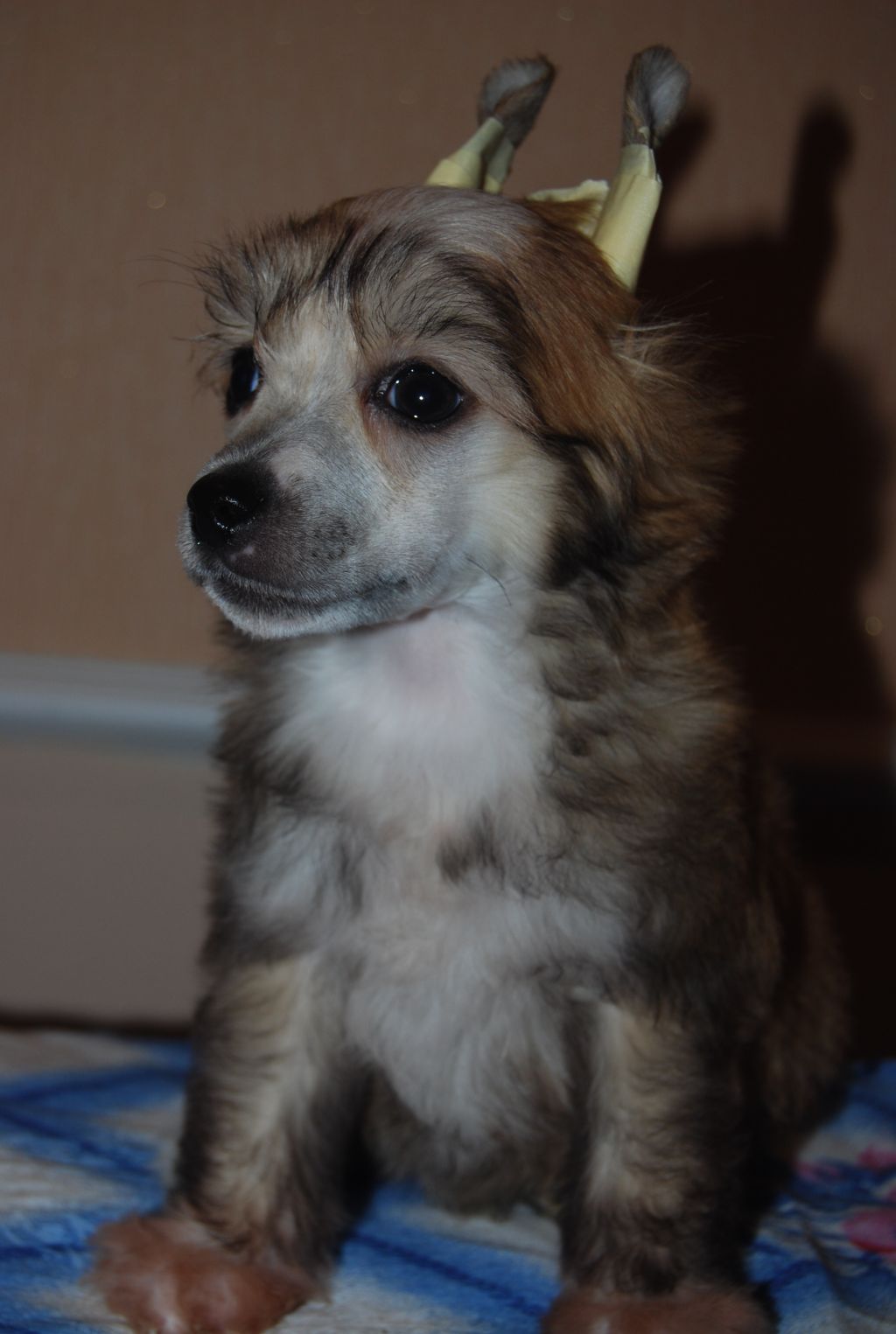 Domenic Exotic Dinaburg