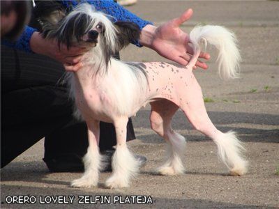 Orero Lovely Zelfin Plateja