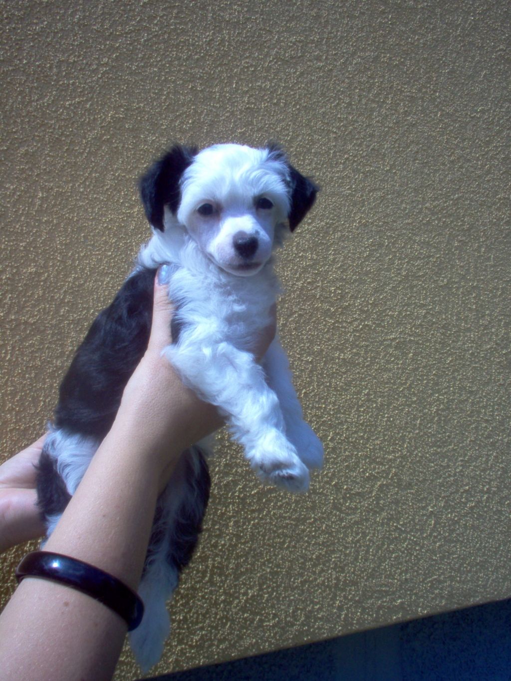 Paloma Kalis z Treste